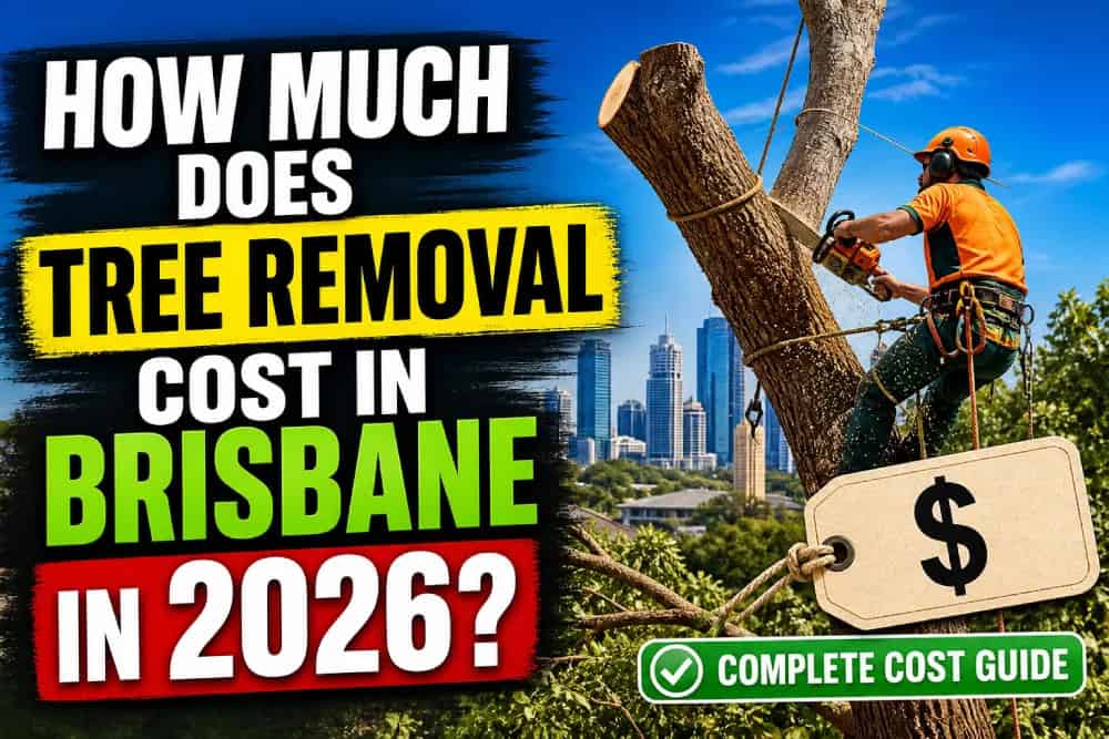 Arborist preparing a quote beside a large Brisbane tree