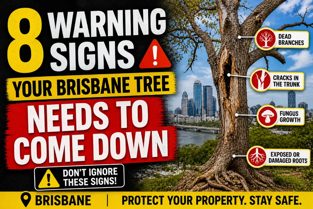  Signs Your Brisbane Tree Needs 