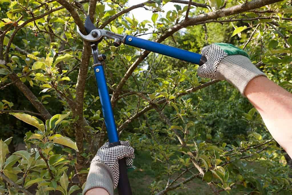 tree pruning brisbane
