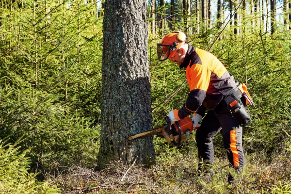 Budget Tree Removal