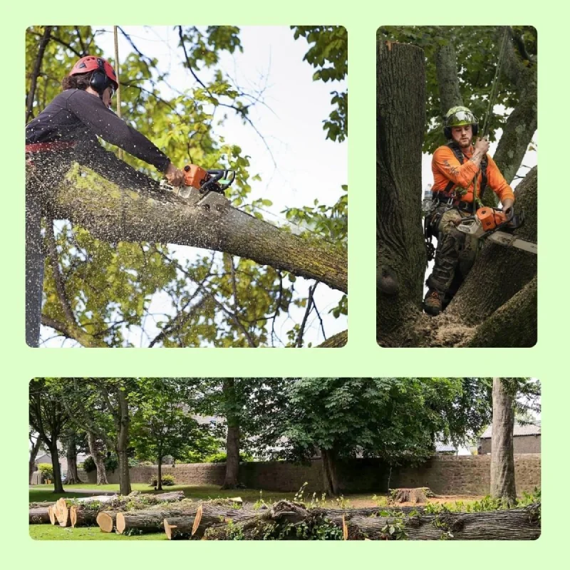 tree removal brisbane