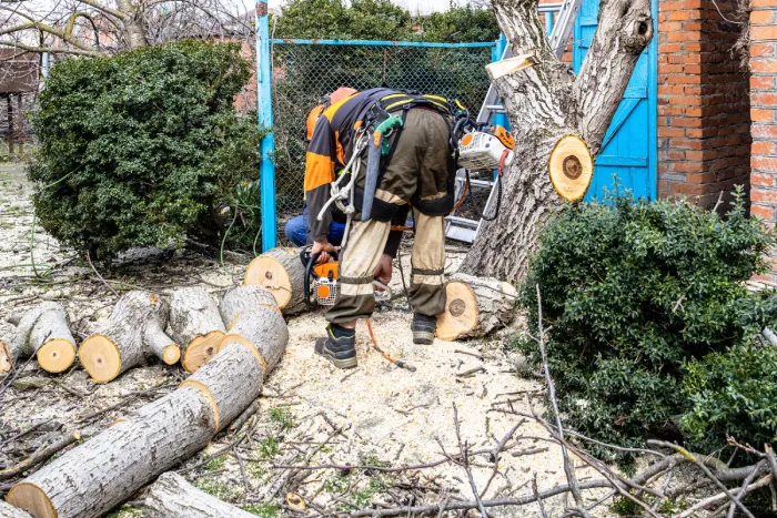 tree removal brisbane